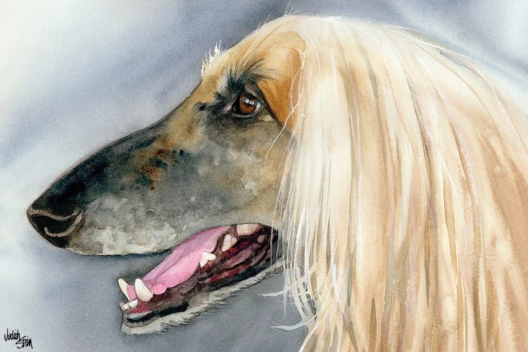 Afghan Hound