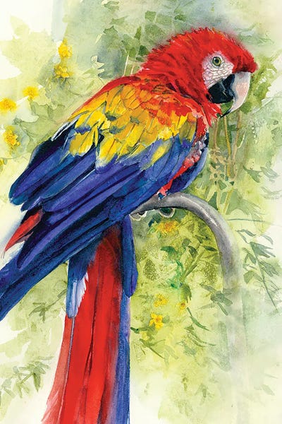 Scarlet Macaw by Judith Stein art print