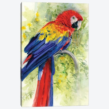 Scarlet Macaw Canvas Print #JDI403} by Judith Stein Canvas Art Print