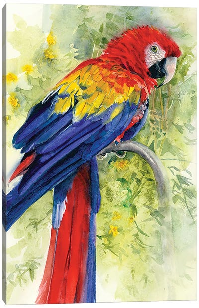 Scarlet Macaw Canvas Art Print - Judith Stein