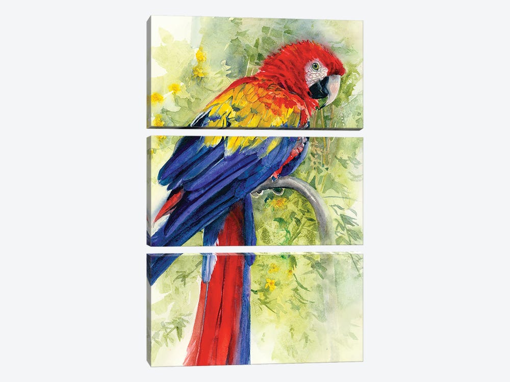 Scarlet Macaw by Judith Stein 3-piece Canvas Wall Art