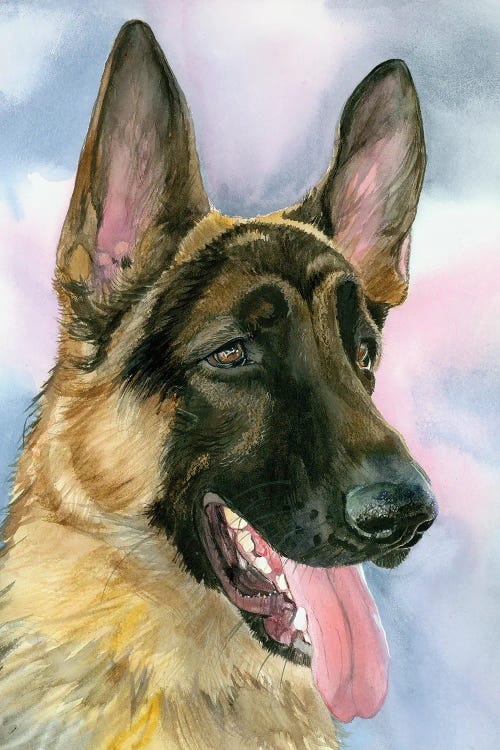 Secret Agent Dog - Belgian Malinois