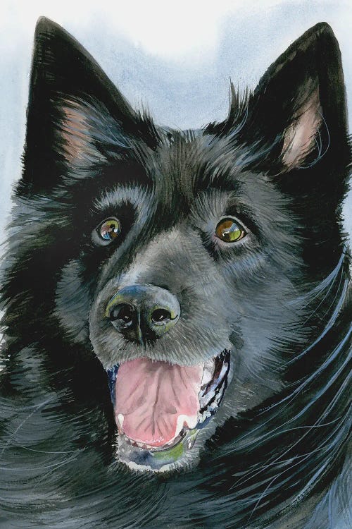 Set In Motion - Belgian Sheepdog