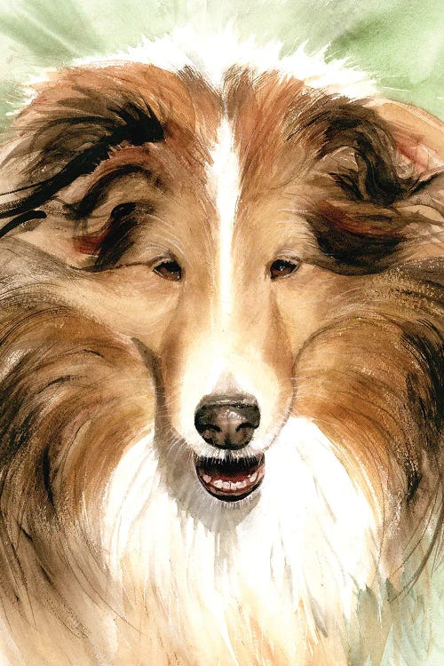 Sheltie - Shetland Sheepdog by Judith Stein wall art