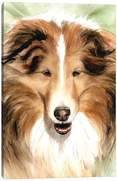 Sheltie - Shetland Sheepdog Canvas Art Print - Shetland Sheepdog Art