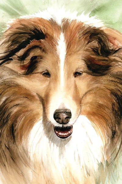 Shetland Sheepdogs: Sheltie - Shetland Sheepdog by Judith Stein