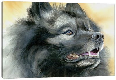 Smiling Dutchman - Keeshond Dog Canvas Art Print