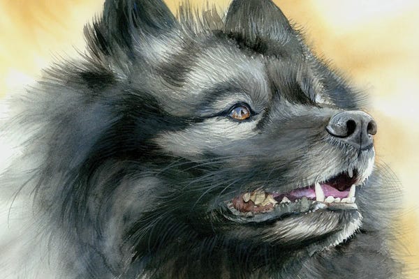 Hounds: Smiling Dutchman - Keeshond Dog by Judith Stein