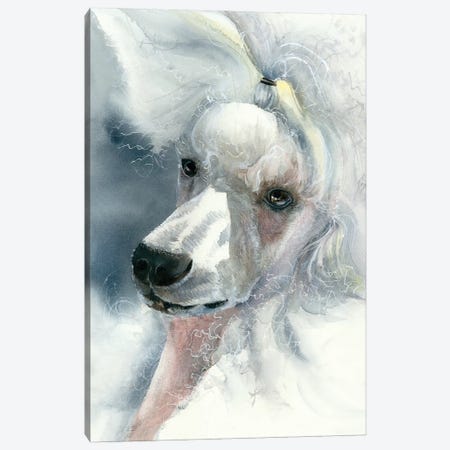 Sophisticated Lady - White Poodle Canvas Print #JDI408} by Judith Stein Art Print