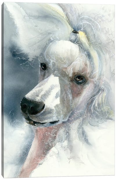 Sophisticated Lady - White Poodle Canvas Art Print - Judith Stein