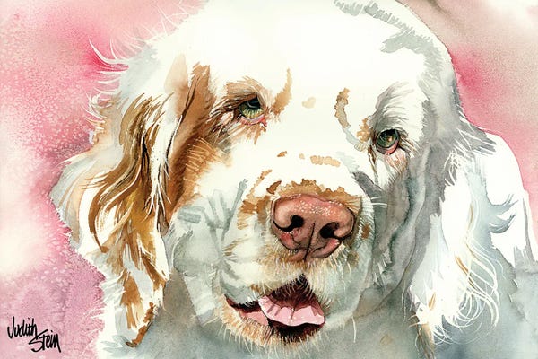 Spaniels: Clumber Slumber - Clumber Spaniel by Judith Stein