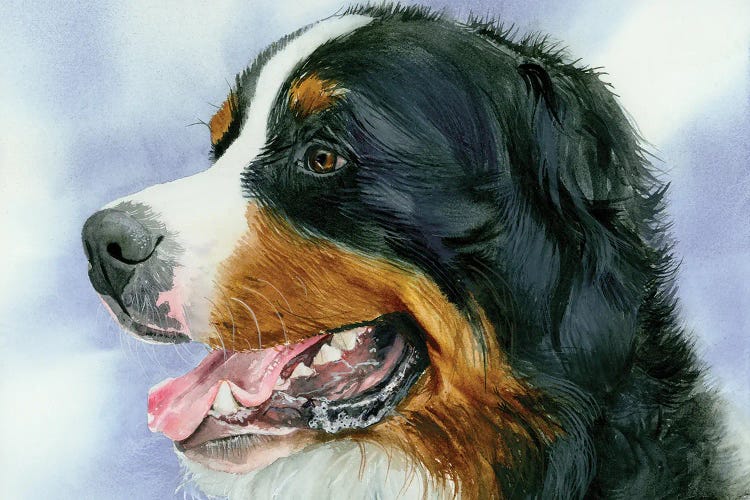 Swiss Miss - Bernese Mt Dog