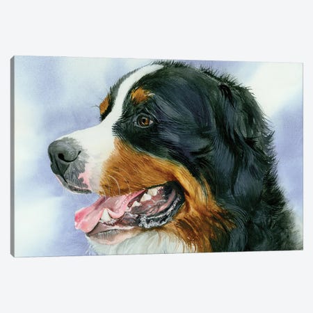 Swiss Miss - Bernese Mt Dog Canvas Print #JDI410} by Judith Stein Canvas Artwork