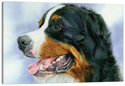 Swiss Miss - Bernese Mt Dog Canvas Art Print - Bernese Mountain Dog Art