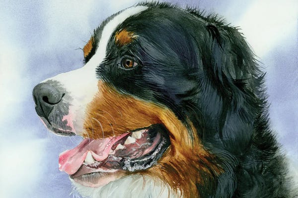 Bernese Mountain Dogs: Swiss Miss - Bernese Mt Dog by Judith Stein