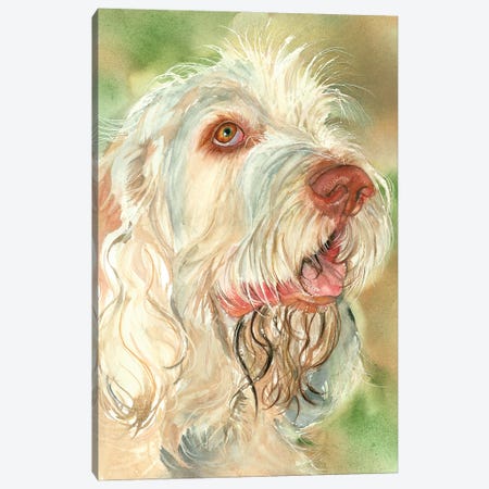That's Amore - Spinone Italiano Canvas Print #JDI411} by Judith Stein Canvas Artwork