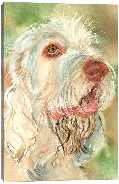 That's Amore - Spinone Italiano Canvas Art Print - Judith Stein