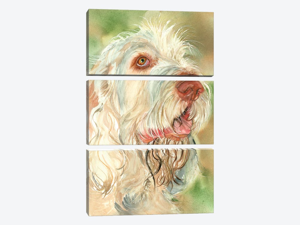 That's Amore - Spinone Italiano by Judith Stein 3-piece Canvas Art Print