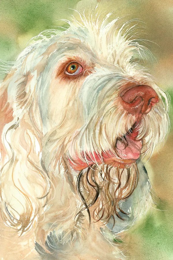 Spinone Italianos