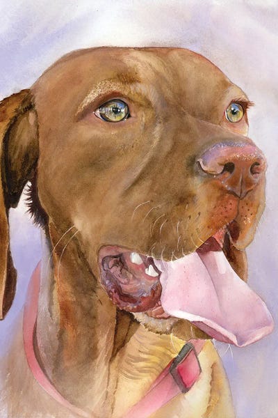 Vizslas: Vizsla Vision by Judith Stein