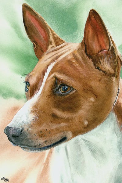 Congo Dog - Basenji