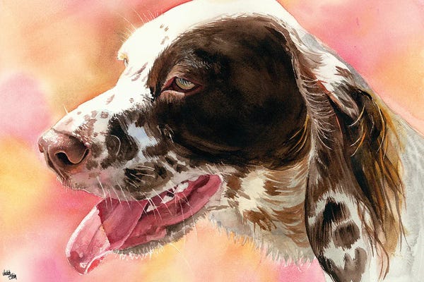 Covey - English Setter