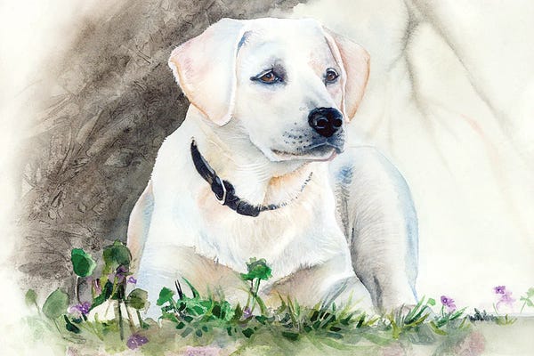 Labrador Retrievers: Delta Belle  by Judith Stein