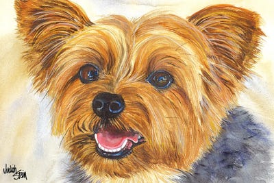 Duke - Blue Yorkshire Terrier by Judith Stein canvas print