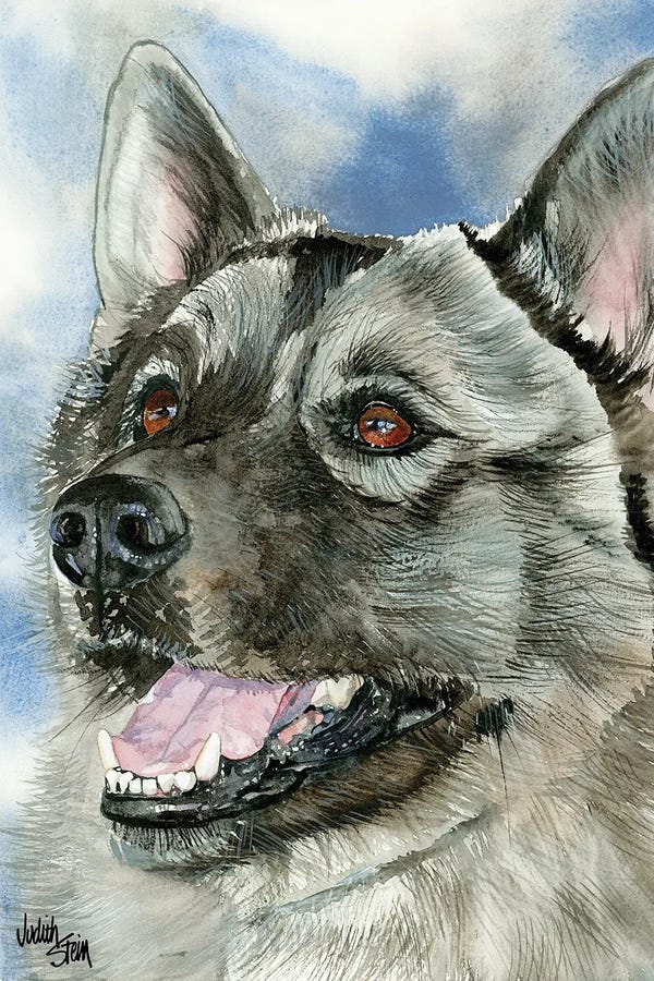 Norwegian Elkhounds