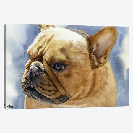 Fawn Frenchie - French Bulldog Canvas Print #JDI58} by Judith Stein Art Print
