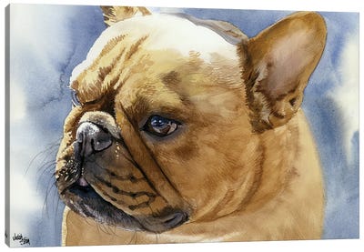 Fawn Frenchie - French Bulldog Canvas Art Print