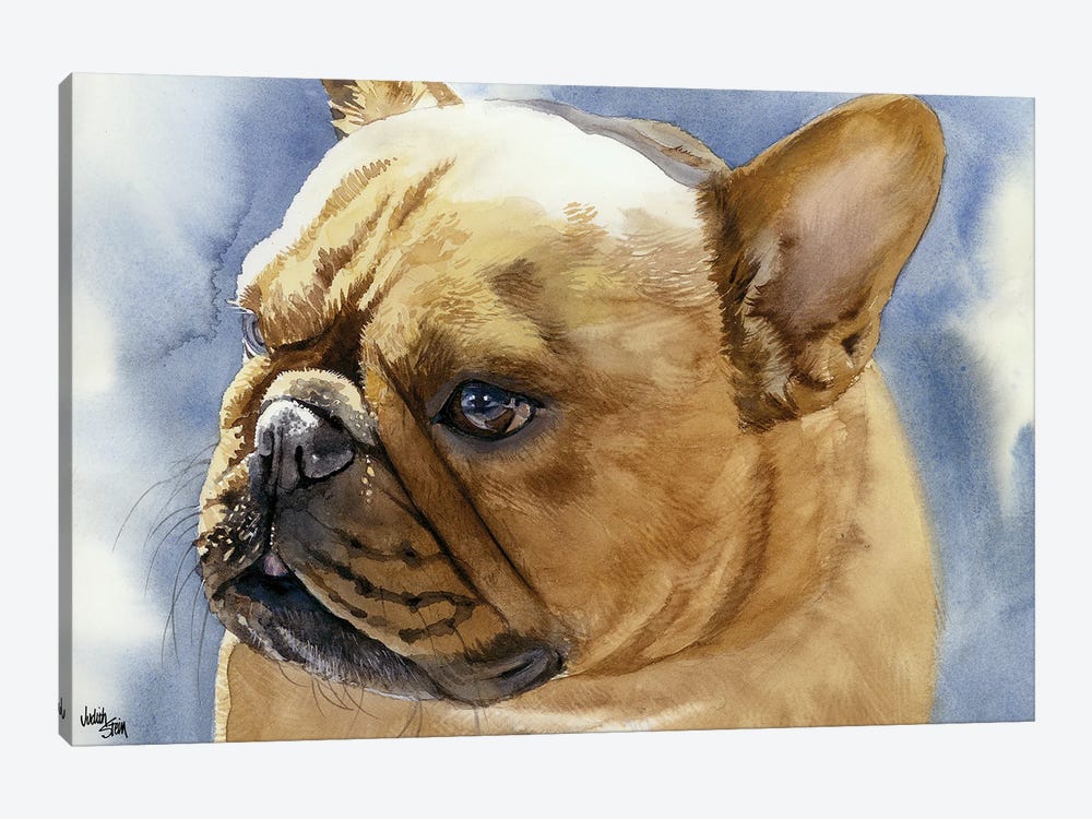 Fawn Frenchie - French Bulldog by Judith Stein 1-piece Canvas Wall Art