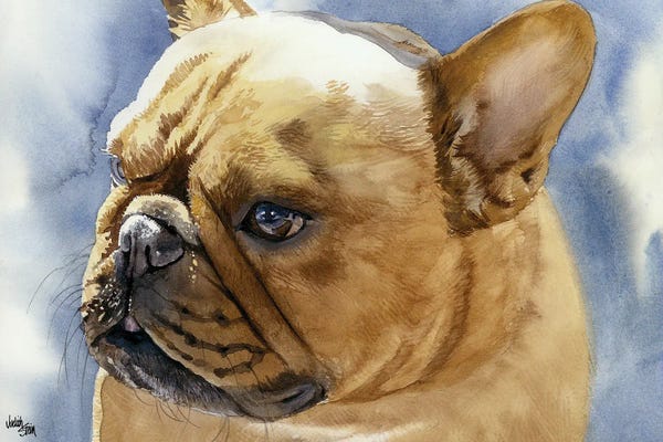 French Bulldogs: Fawn Frenchie - French Bulldog by Judith Stein