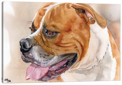 All American - American Bulldog - Red & White Canvas Art Print - Pit Bull Art