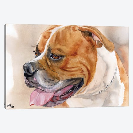 All American - American Bulldog - Red & White Canvas Print #JDI5} by Judith Stein Art Print