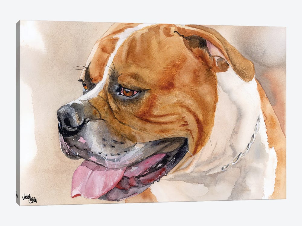 All American - American Bulldog - Red & White by Judith Stein 1-piece Canvas Art Print