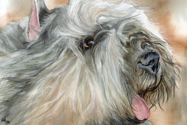 Flanders Cattle Dog - Bouvier des Flandres