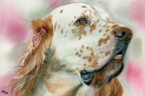 Gentleman by Nature - English Setter