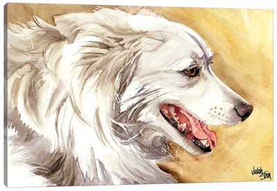 American Eskimo Dog Canvas Art Print - Judith Stein
