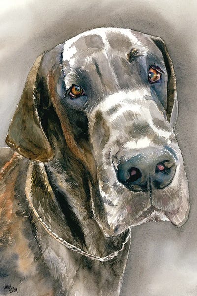 Great Dane by Judith Stein canvas print