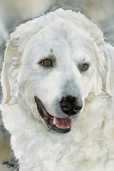 Kuvasz