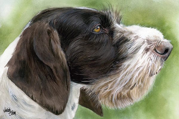 German Wirehaired Pointers