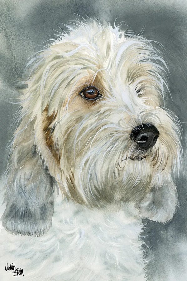 Petit Basset Griffon Vendeens