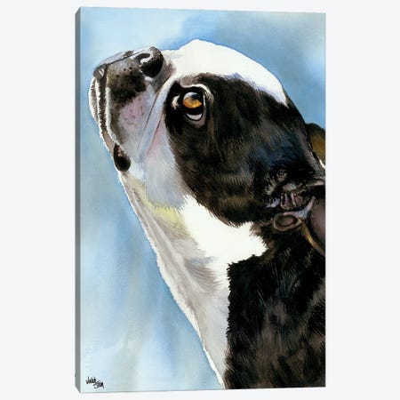 Here's Looking at You - Boston Terrier Canvas Print #JDI79} by Judith Stein Canvas Print