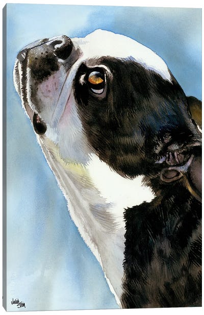Here's Looking at You - Boston Terrier Canvas Art Print - Judith Stein