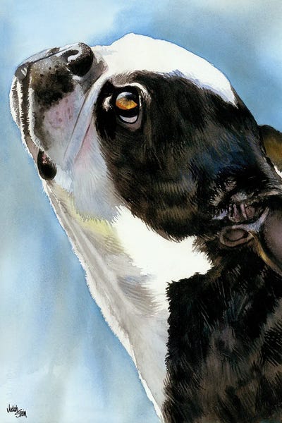 Terriers: Here's Looking at You - Boston Terrier by Judith Stein