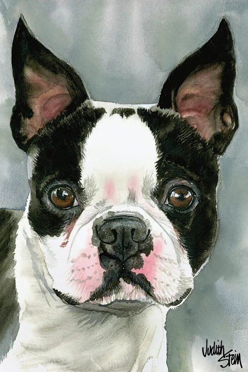 American Gentleman - Boston Terrier