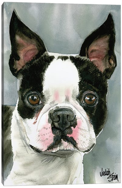 American Gentleman - Boston Terrier Canvas Art Print - Judith Stein
