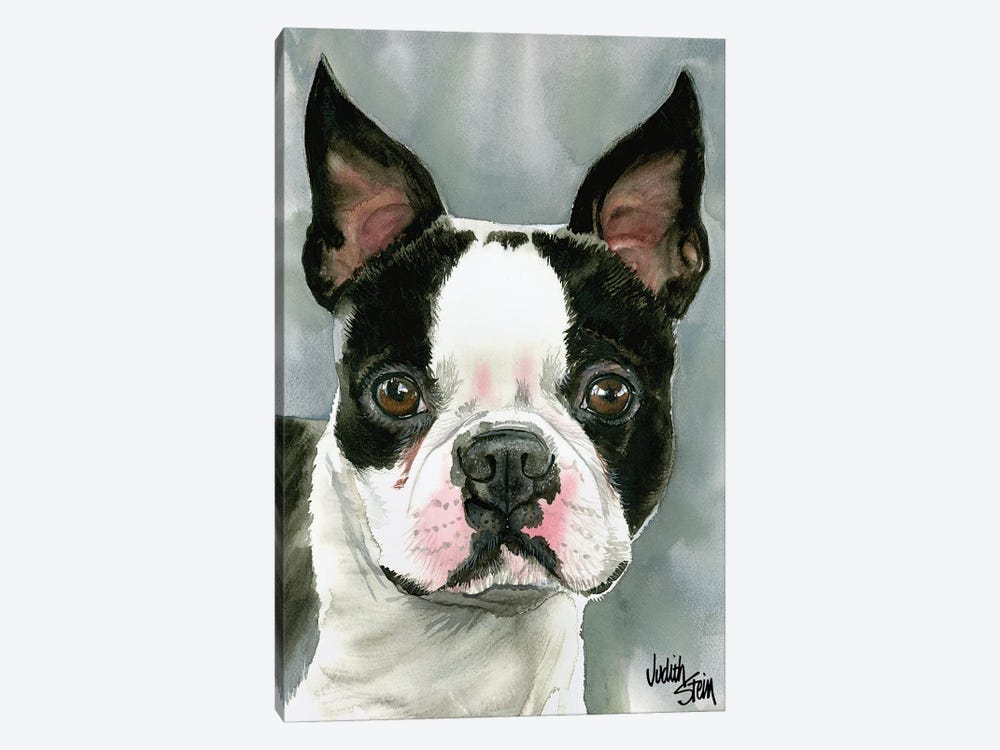 American Gentleman - Boston Terrier by Judith Stein 1-piece Canvas Print