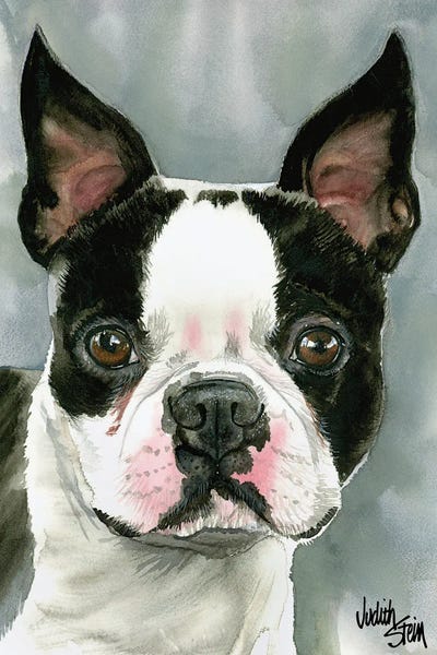 Terriers: American Gentleman - Boston Terrier by Judith Stein